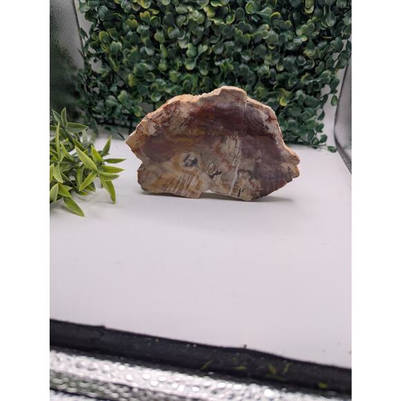 Petrified wood slab fossil crystal rock natural specimen red polished raw - Picture 2 of 4